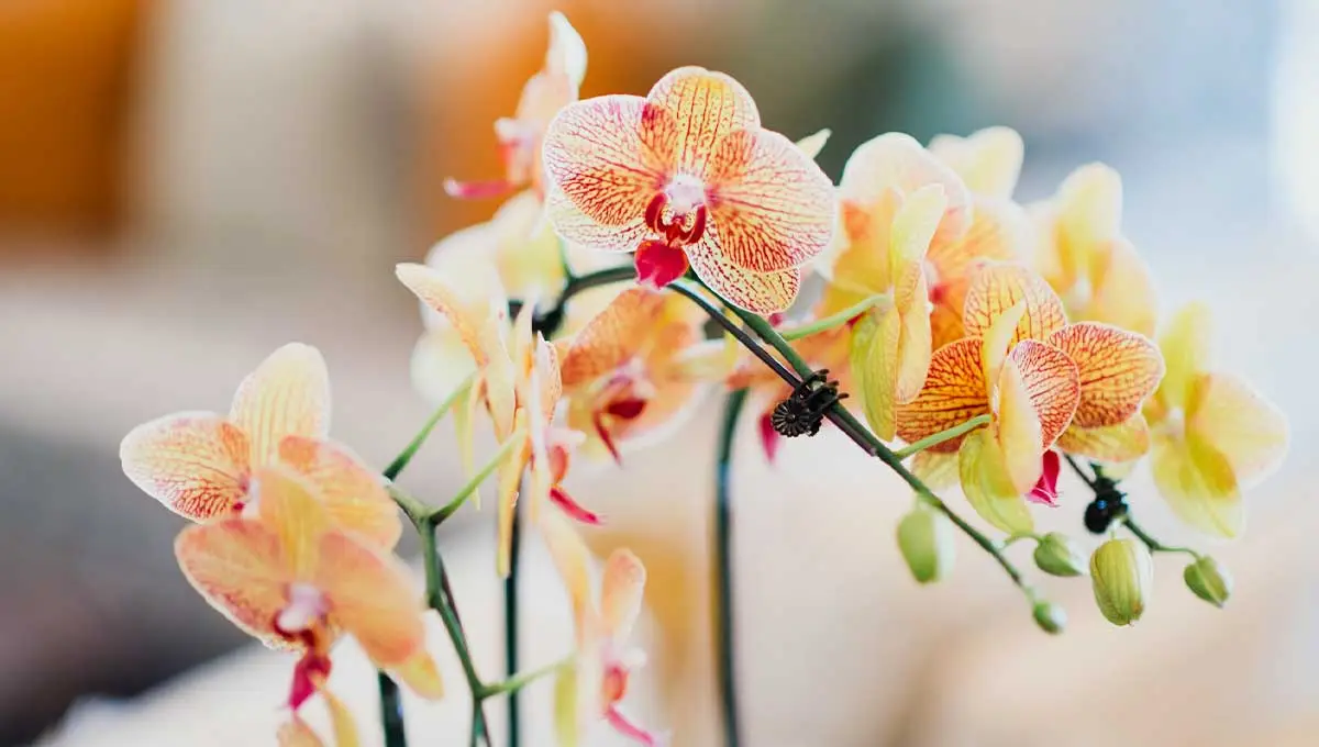 Como cuidar de orquídeas