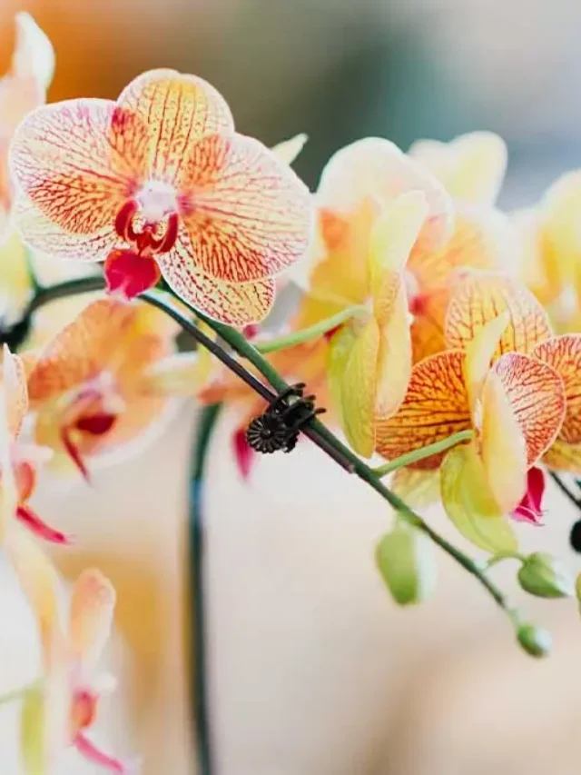 Tudo sobre orquídeas. Como cuidar, regar, adubar e mais!