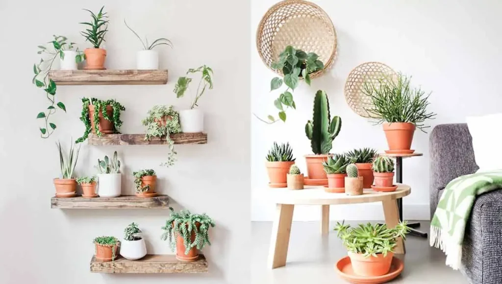  Combinação de plantas na decoração