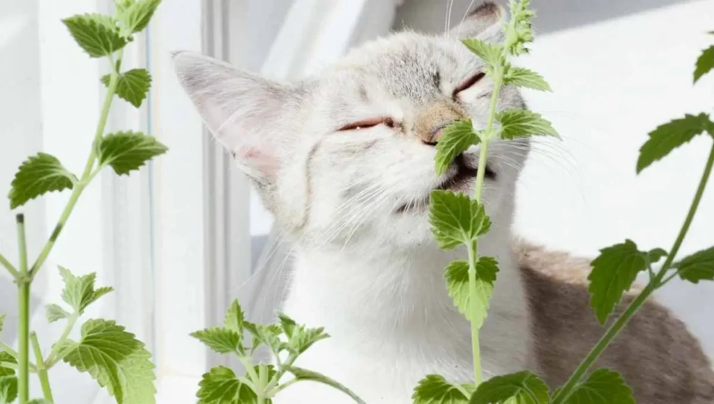 Plantas repelentes catnip