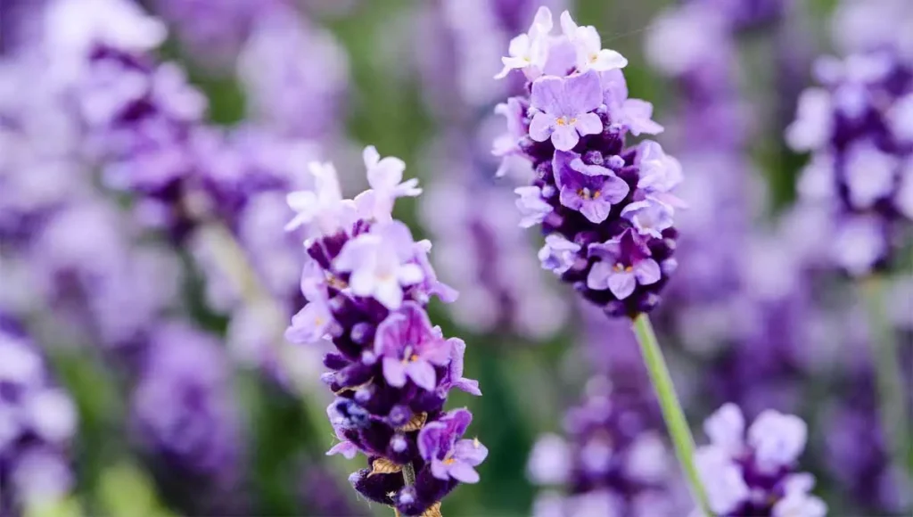 Lavanda