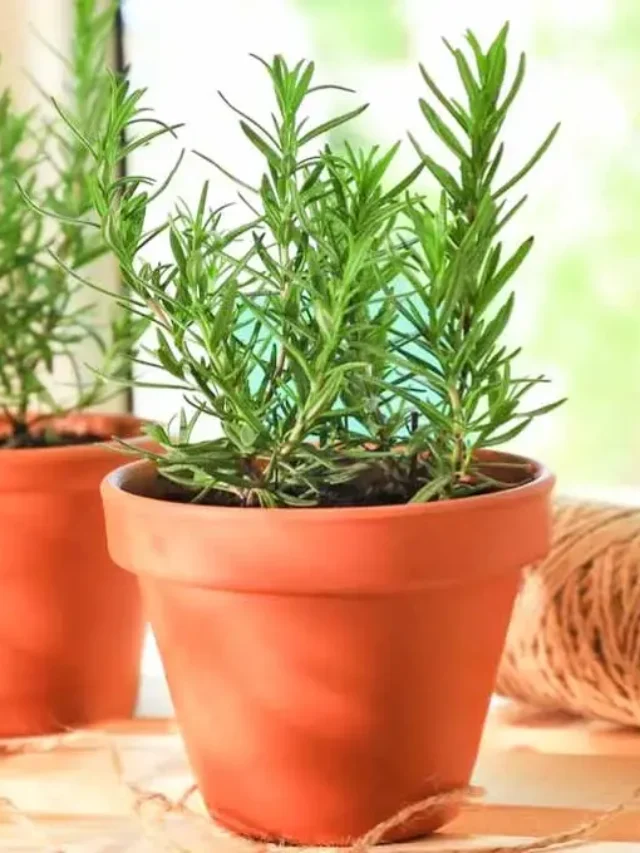 Tenha essas plantas em casa e diga adeus aos insetos!