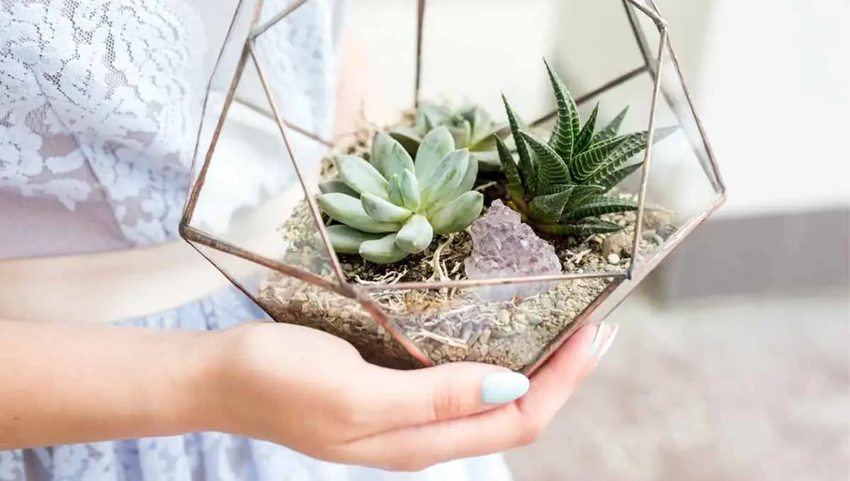 Plantas para terrários