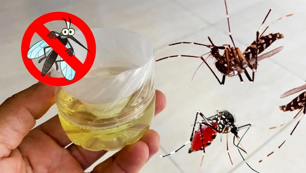 Receitas caseiras para espantar mosquitos e pernilongos