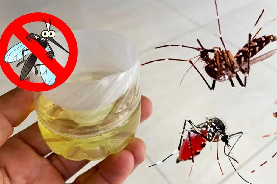 Receitas caseiras para espantar mosquitos e pernilongos