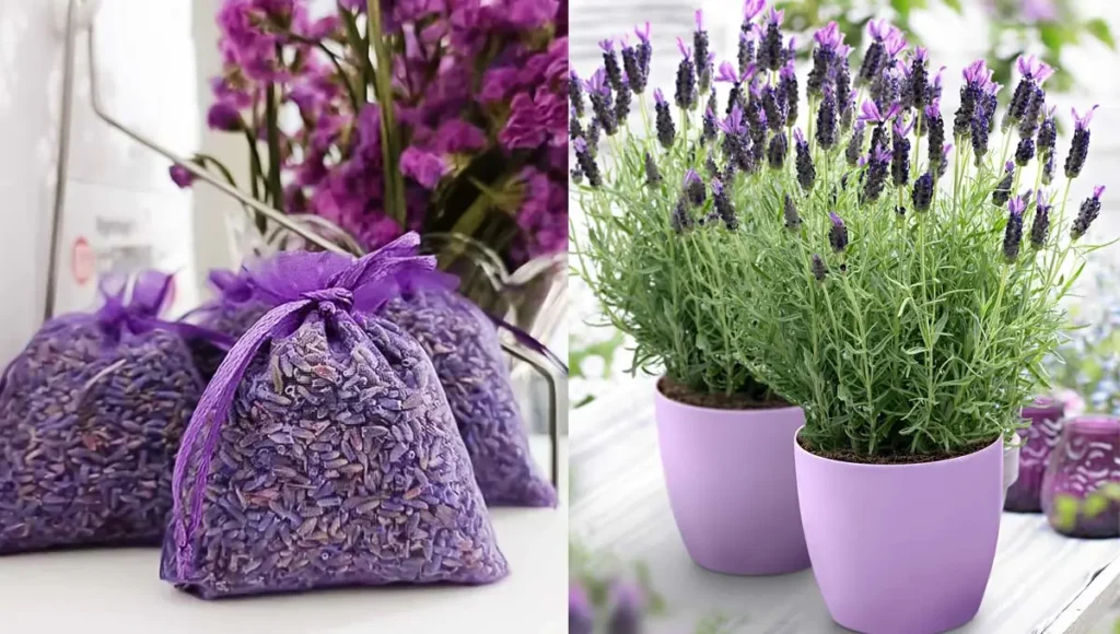 Como cultivar lavanda em uma xícara