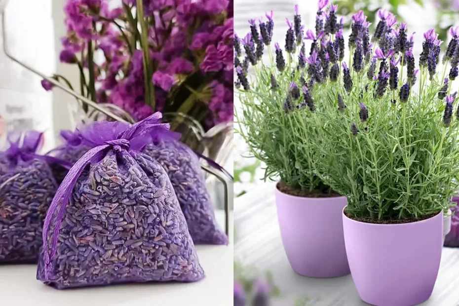 Como cultivar lavanda em uma xícara