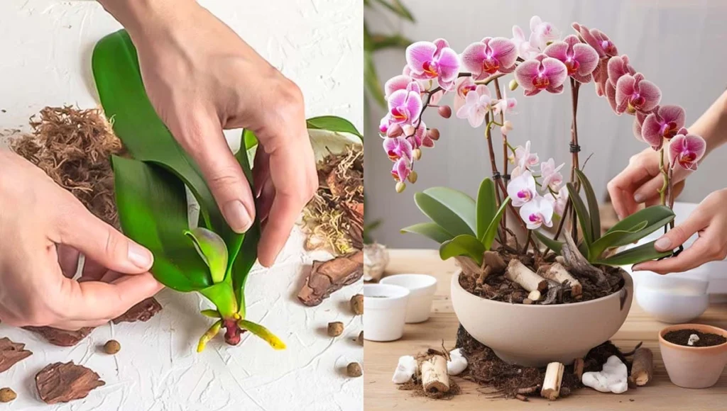 Como fazer uma orquídea florescer de novo