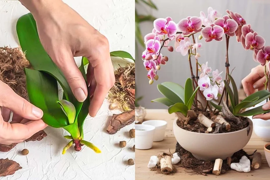 Como fazer uma orquídea florescer de novo